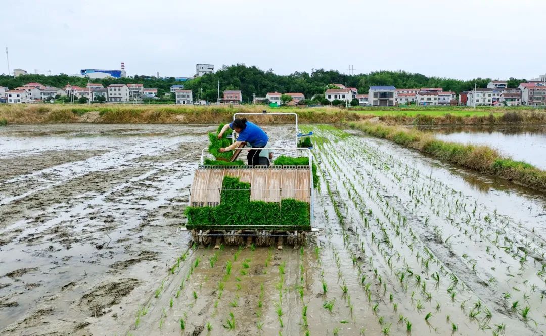 0723云湖街道：6200亩早稻颗粒归仓 晚稻抢种冲刺收官2_副本.jpg