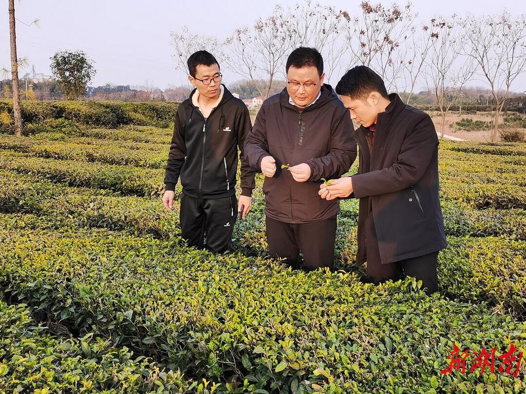 临湘“巧克力”，何时重振雄风？