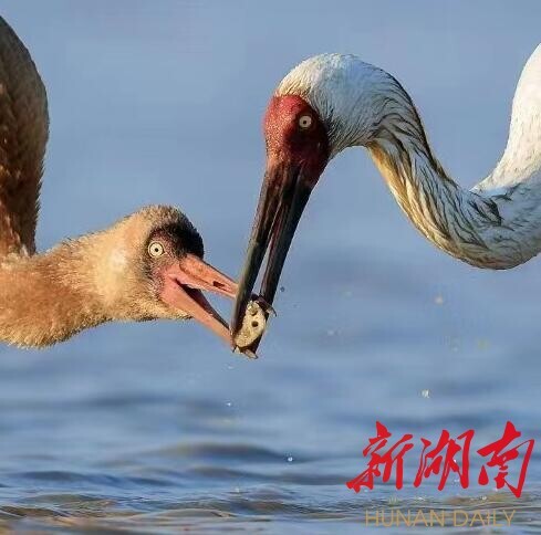 人民日报 | 在白鹤翱翔的地方（逐梦）
