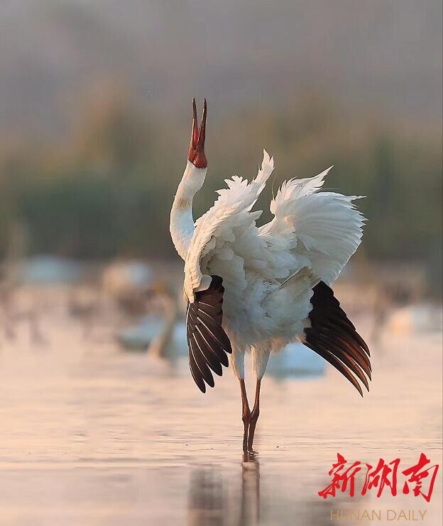 人民日报 | 在白鹤翱翔的地方（逐梦）